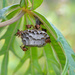 Wasp nest by dutchothotmailcom
