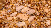4th Oct 2020 - Shells on the Beach!