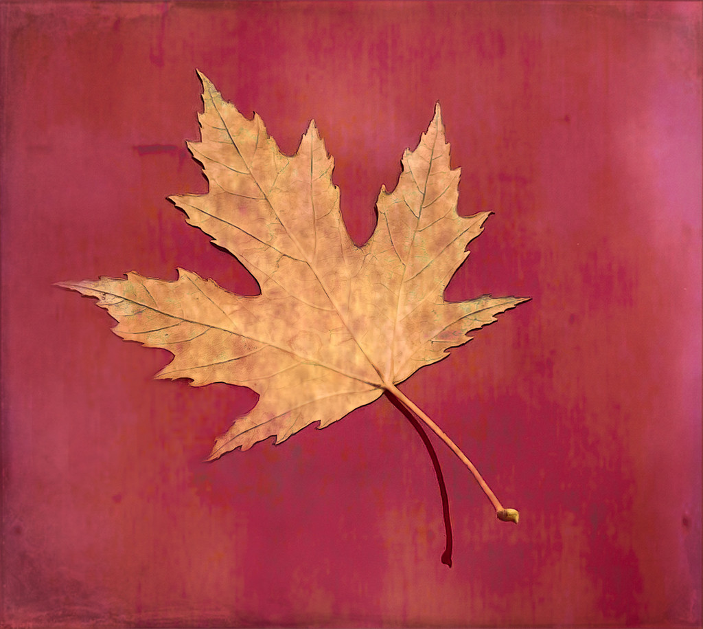 Maple leaf by sprphotos