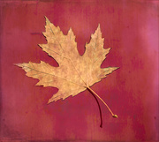 30th Sep 2020 - Maple leaf