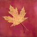 Maple leaf by sprphotos