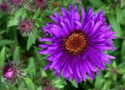 4th Oct 2020 - Aster