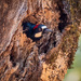 Acorn Woodpecker peeking out by nicoleweg