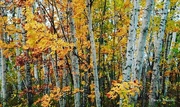 26th Sep 2020 - Yellow birch