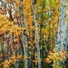 Yellow birch by dawnbjohnson2