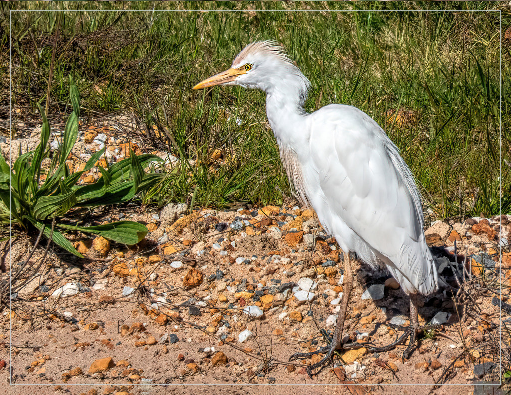 Egret on the side of the road by ludwigsdiana