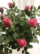 1st Oct 2020 - Miniature roses.....