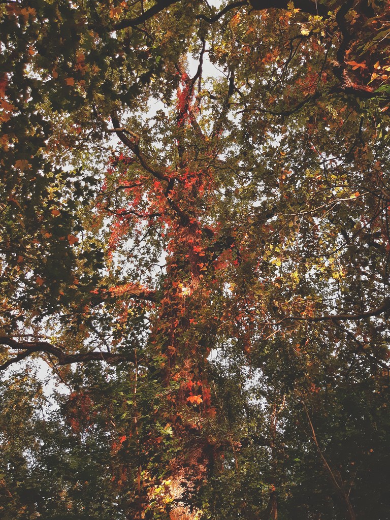 Autumn in the park by monikozi