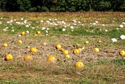 3rd Oct 2020 - Regular and Cotton Candy pumpkins
