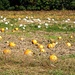 Regular and Cotton Candy pumpkins by joansmor