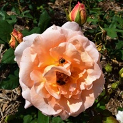 6th Oct 2020 -     Roses & Bees ~  