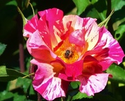 6th Oct 2020 -  Roses & Bees ~ 