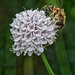 1004 - The Pollinator by bob65
