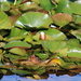 A Patch Of Lily Pads by motherjane