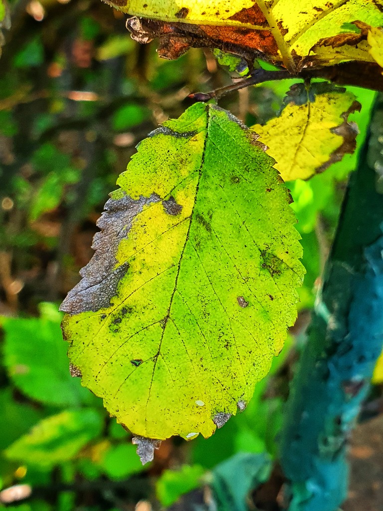 Last of the green leaves  by isaacsnek