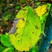 Last of the green leaves  by isaacsnek