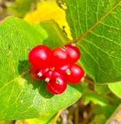 5th Oct 2020 - Honeysuckle berries 