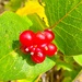 Honeysuckle berries  by 365projectdrewpdavies
