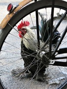 4th Oct 2020 - Chicken à la Bike