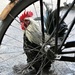 Chicken à la Bike by lmsa