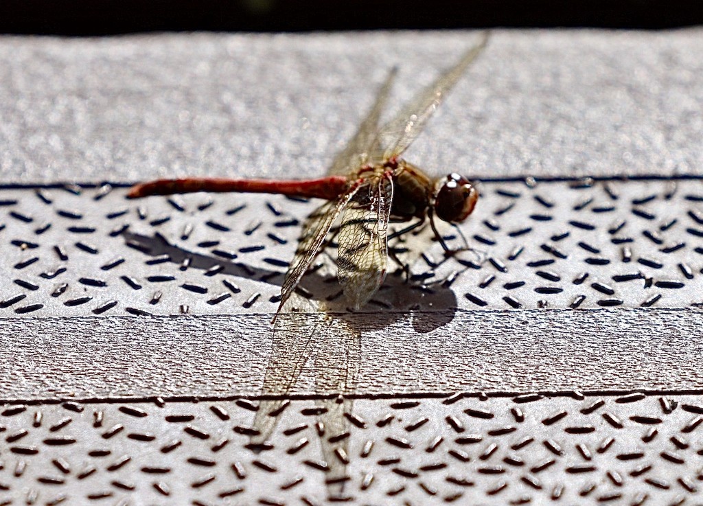 Dragon Fly by carole_sandford