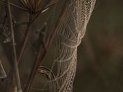 5th Oct 2020 - the lure of the web