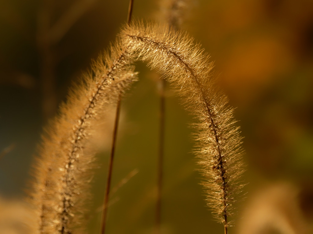 giant foxtail grass by rminer