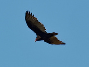 5th Oct 2020 - turkey vulture 