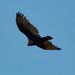 turkey vulture  by rminer