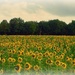 sunflowers 2011-10-06 by gijsje