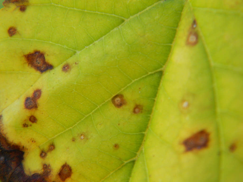 Leaf Closeup by sfeldphotos