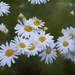 Crazy Daisies by lstasel