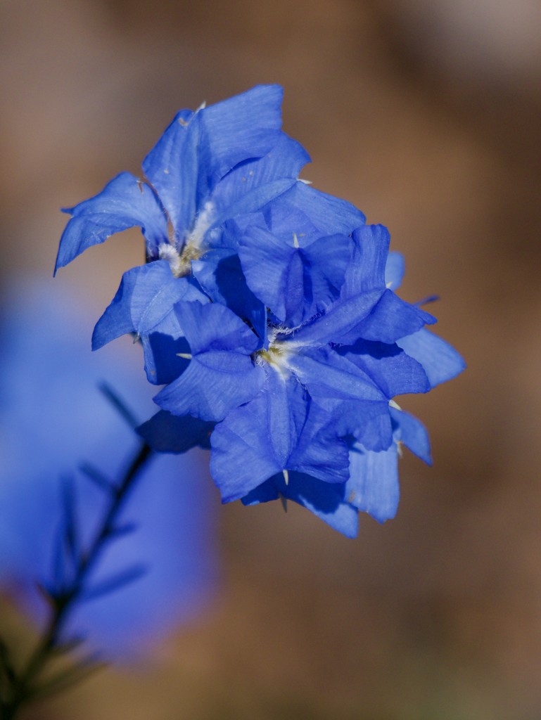 Blue Leschenaultia PA051336 by merrelyn