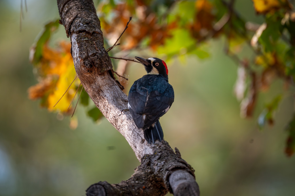 Another Acorn Woodpecker by nicoleweg