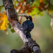 Another Acorn Woodpecker by nicoleweg