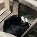 Cat Nap by lisaconrad