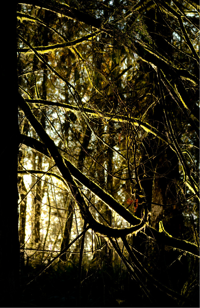 Through the trees by teriyakih