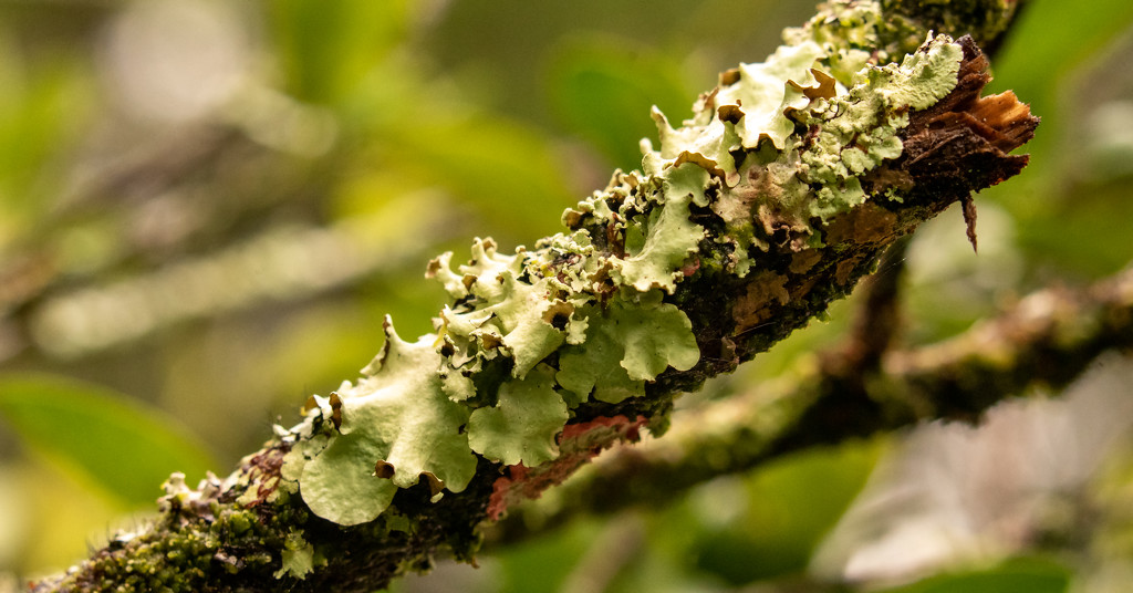 A Little Bit of Lichen! by rickster549