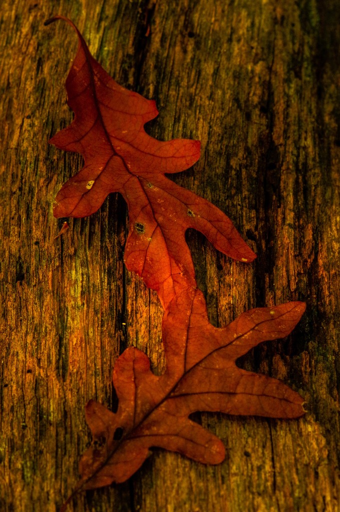 Two Oak Leaves by mzzhope