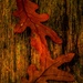 Two Oak Leaves by mzzhope