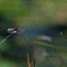 Dragonfly by sugarmuser