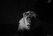 5th Oct 2020 - Lion In The Dark