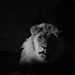 Lion In The Dark by randy23