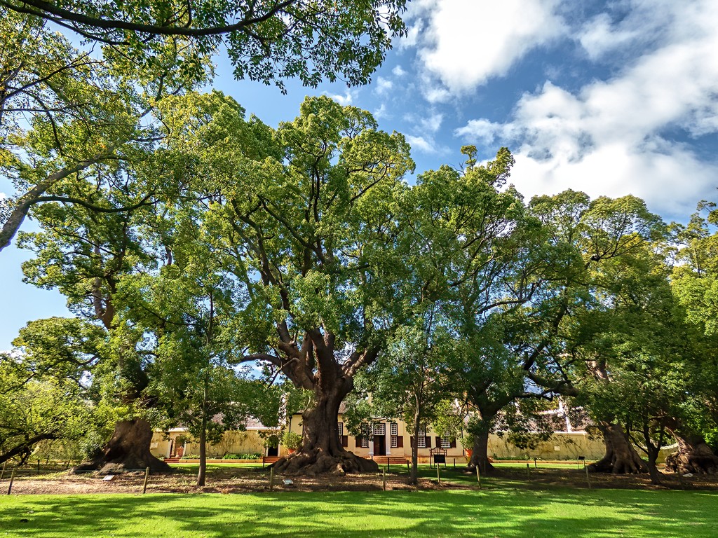 All five Camphor trees by ludwigsdiana