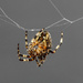 Spider. by tonygig
