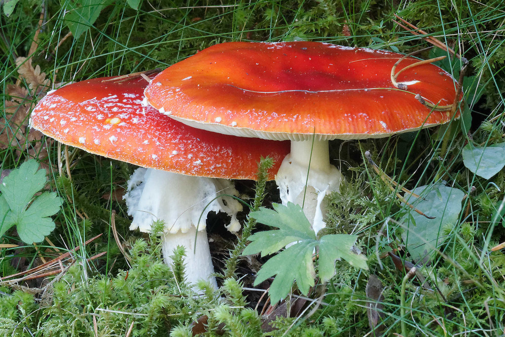 More fly agaric by laroque