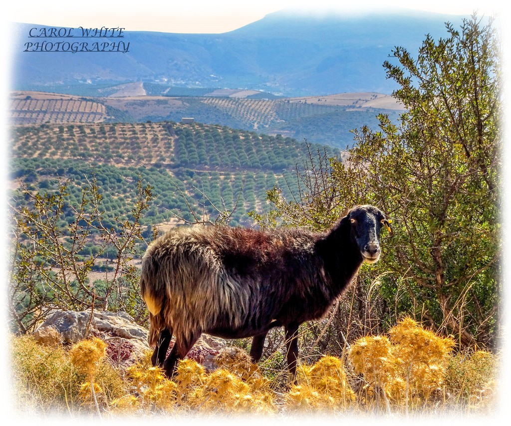 Mountain Goat by carolmw