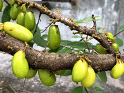 6th Oct 2020 - Bilimbi fruit