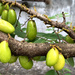 Bilimbi fruit by lilh