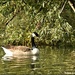 Canada Goose by rosiekind